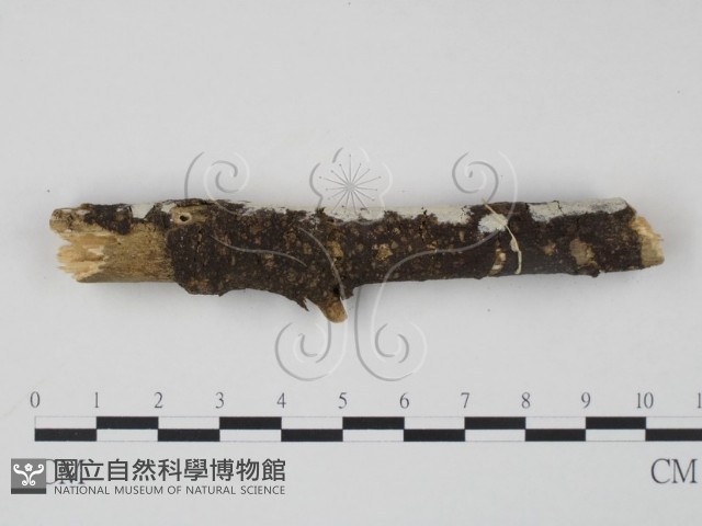 登錄號:F0008752藏品圖，第3張