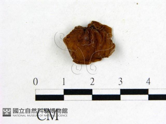 木耳屬藏品圖，第3張