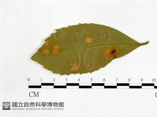 登錄號:F0020752藏品圖，第3張
