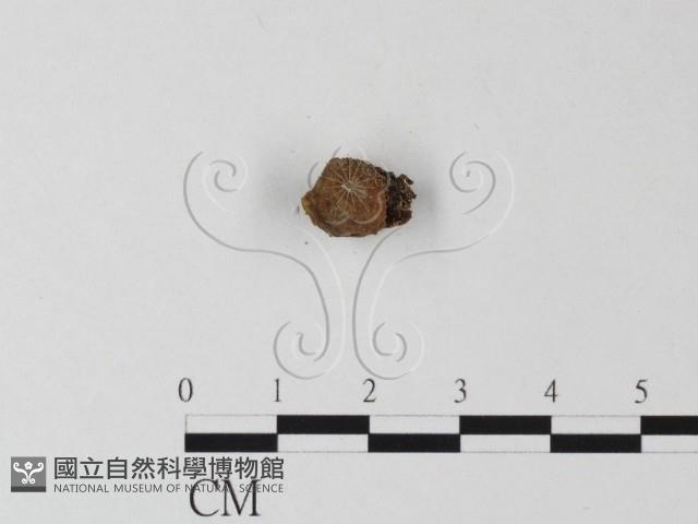 登錄號:F0010752藏品圖，第3張