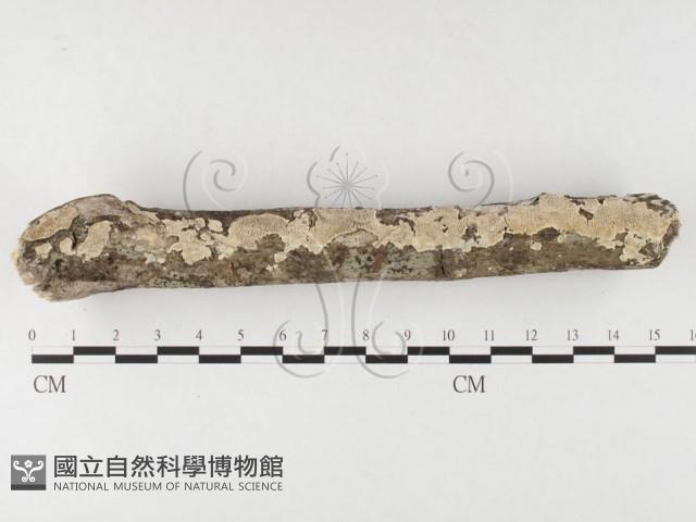 齒耳菌屬藏品圖，第3張