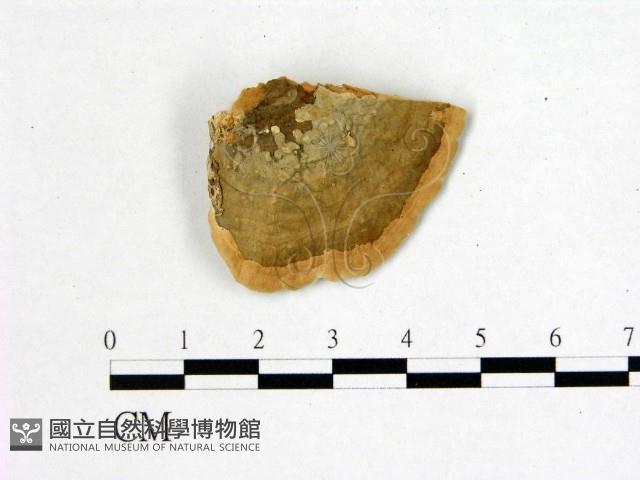 登錄號:F0006752藏品圖，第3張