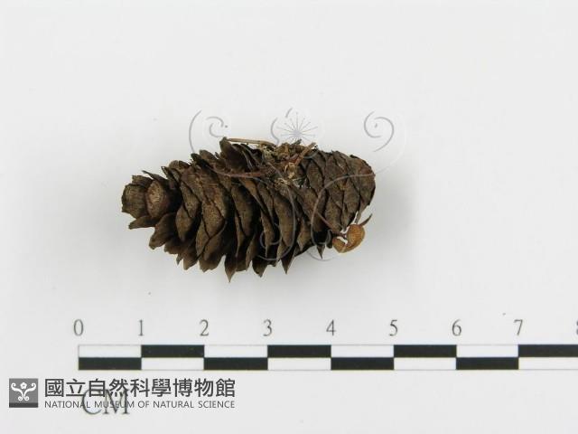 登錄號:F0001752藏品圖，第3張