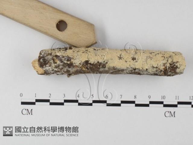 登錄號:F0024752藏品圖，第3張