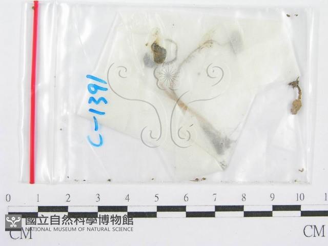 鬼傘屬藏品圖，第3張