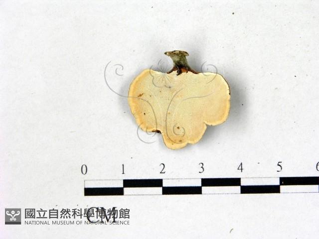 相鄰小孔菌藏品圖，第3張