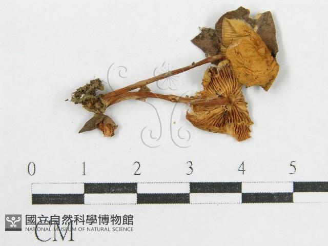 登錄號:F0012752藏品圖，第3張