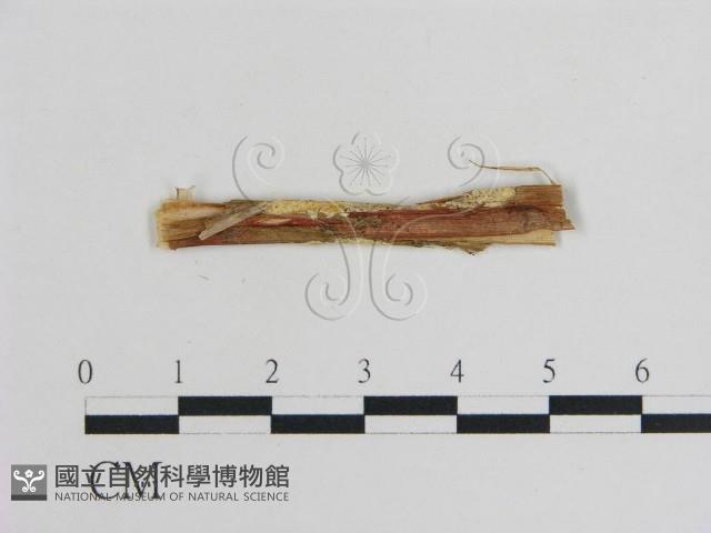登錄號:F0017752藏品圖，第3張