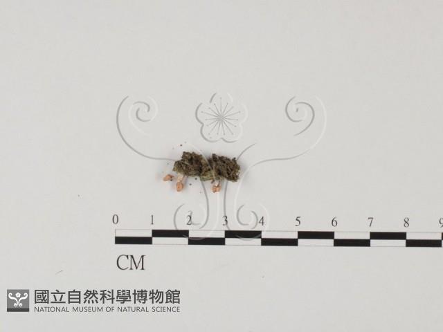 登錄號:F0025752藏品圖，第3張