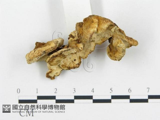 登錄號:F0005752藏品圖，第3張