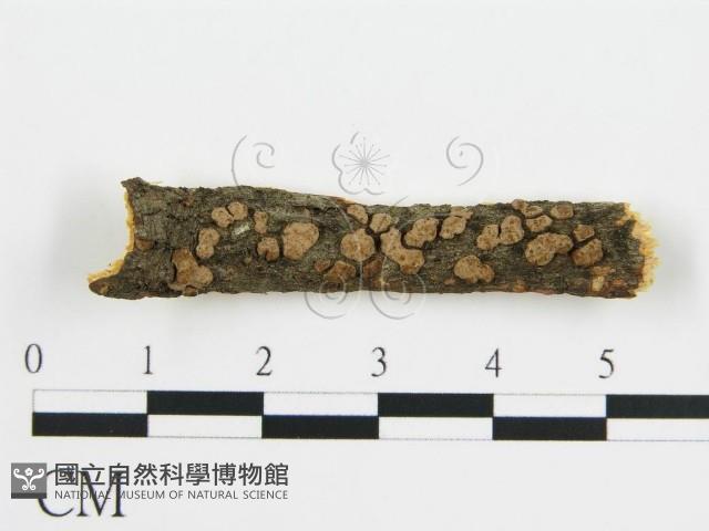 登錄號:F0015752藏品圖，第1張