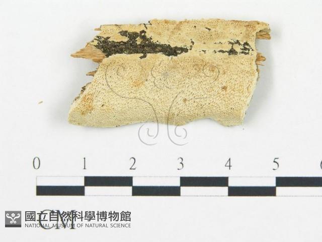 登錄號:F0019752藏品圖，第1張