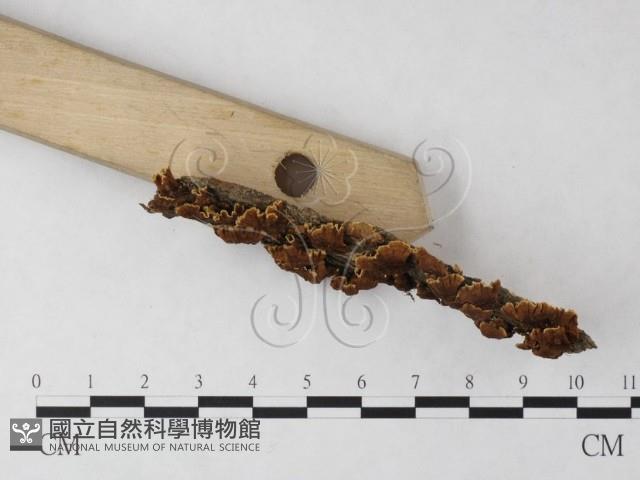 刺革菌屬藏品圖，第3張