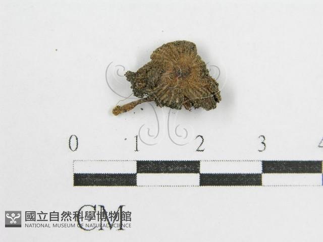 鬼傘屬藏品圖，第3張