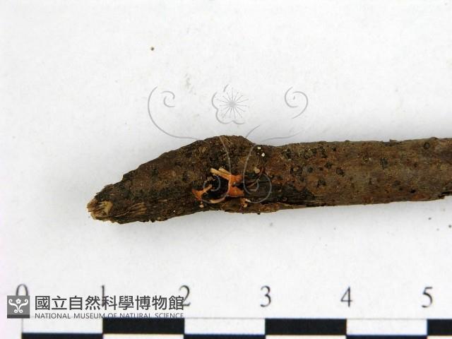 登錄號:F0000552藏品圖，第3張