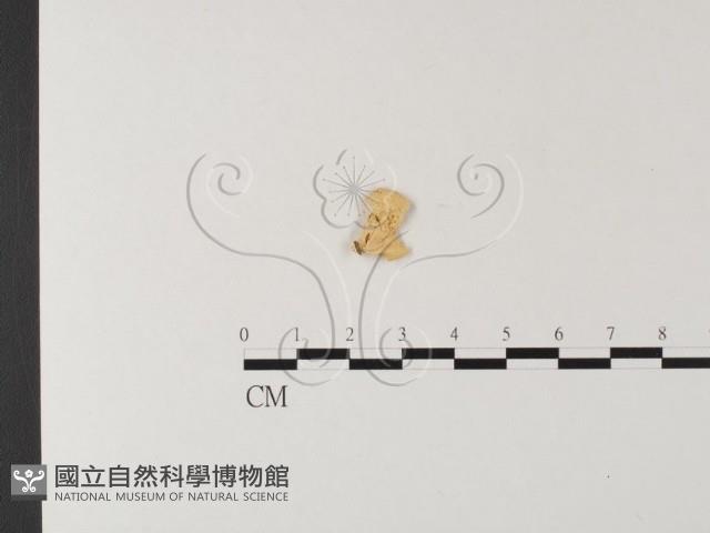 多孔菌屬藏品圖，第3張