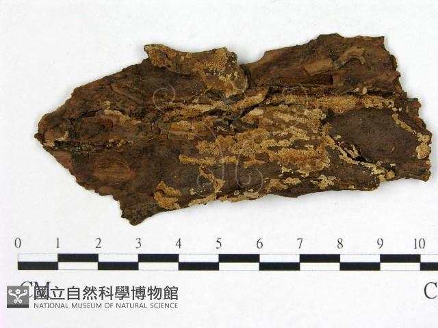 登錄號:F0006552藏品圖，第3張