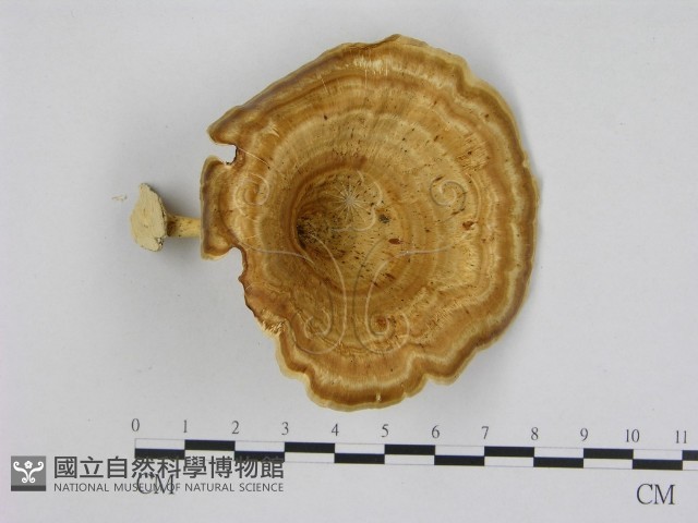 黄柄小孔菌藏品圖，第3張