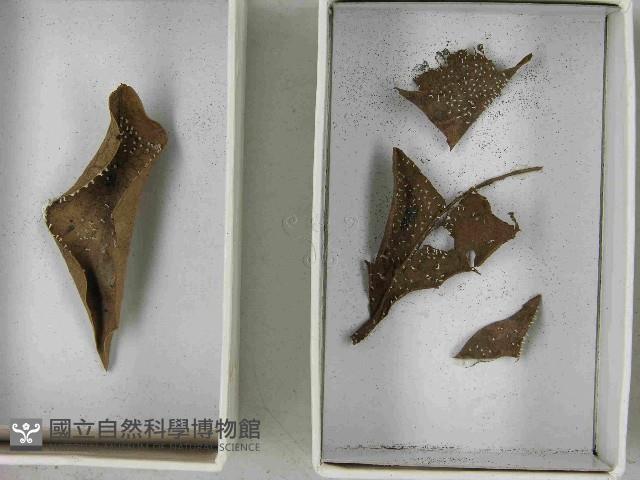 登錄號:F0021552藏品圖，第3張