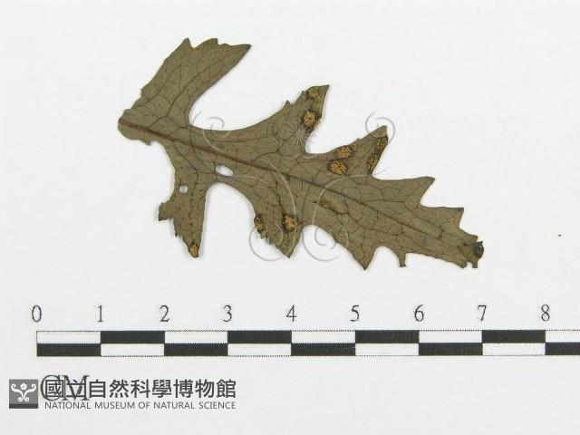 登錄號:F0011552藏品圖，第1張