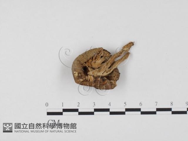 登錄號:F0024552藏品圖，第3張