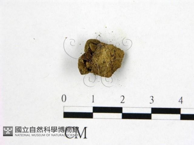 登錄號:F0004552藏品圖，第3張