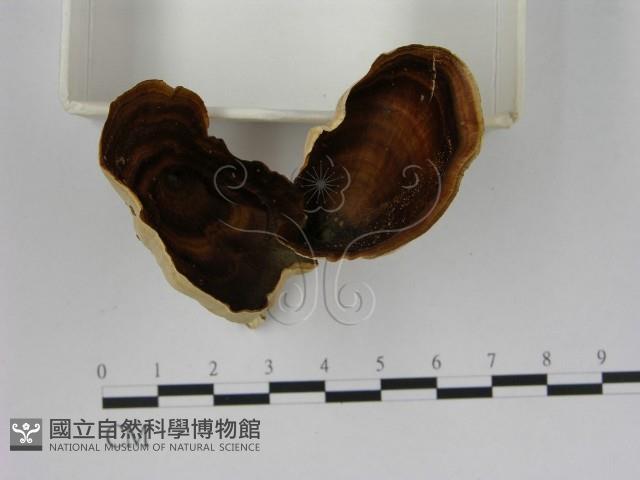 相鄰小孔菌藏品圖，第3張