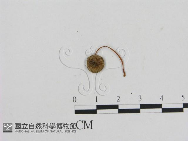 小菇屬藏品圖，第3張