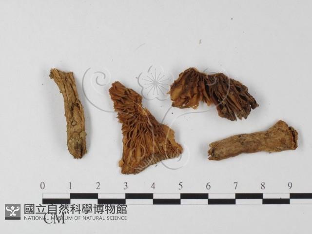 登錄號:F0005552藏品圖，第3張