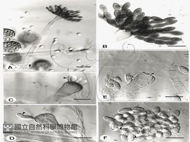 登錄號:F0019552藏品圖，第3張