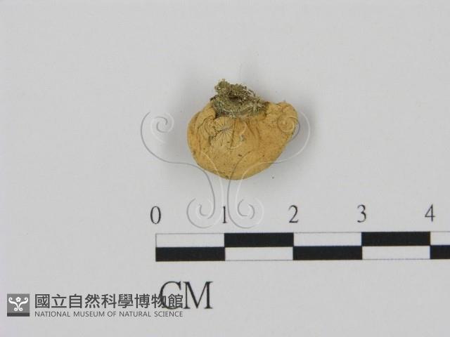 登錄號:F0003552藏品圖，第3張