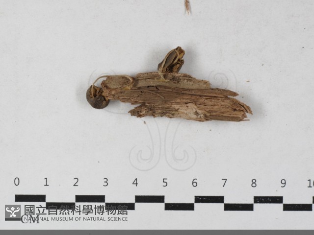 登錄號:F0033552藏品圖，第3張