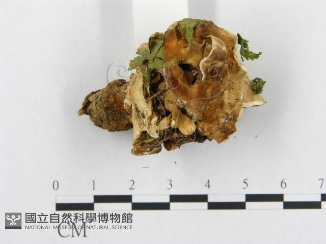 登錄號:F0008152藏品圖，第3張