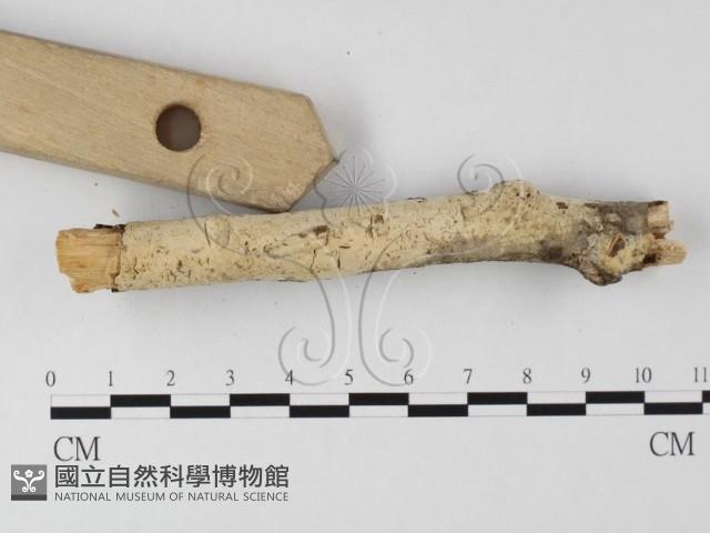 登錄號:F0020152藏品圖，第3張