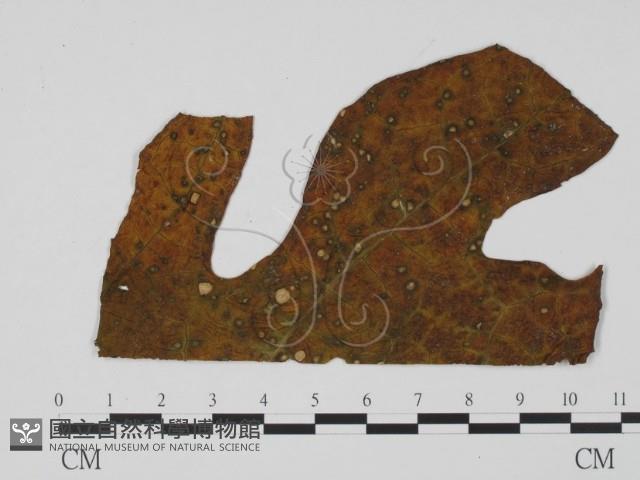 登錄號:F0010152藏品圖，第3張