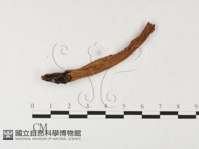 登錄號:F0026152藏品圖，第3張