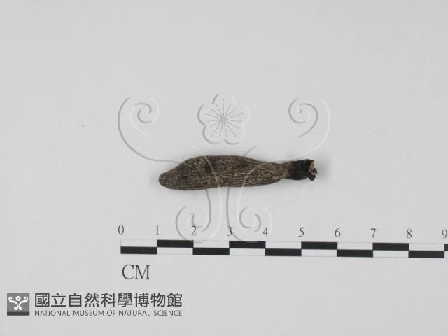 登錄號:F0001152藏品圖，第3張
