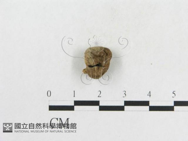 登錄號:F0011152藏品圖，第3張