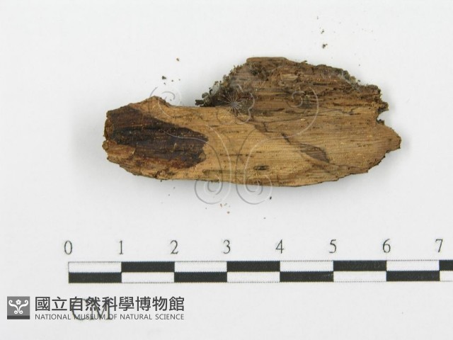 登錄號:F0004152藏品圖，第3張