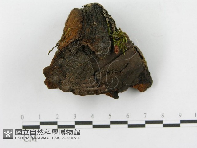 登錄號:F0014152藏品圖，第1張