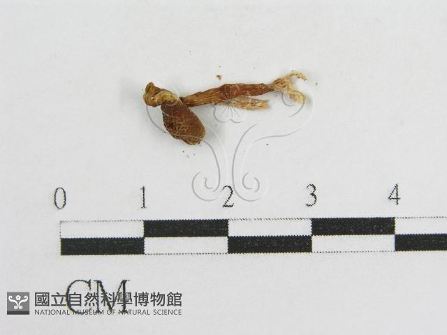 登錄號:F0002152藏品圖，第3張