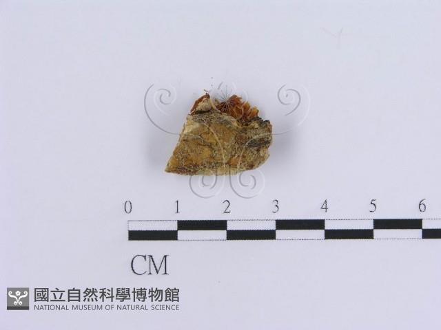 登錄號:F0007152藏品圖，第3張