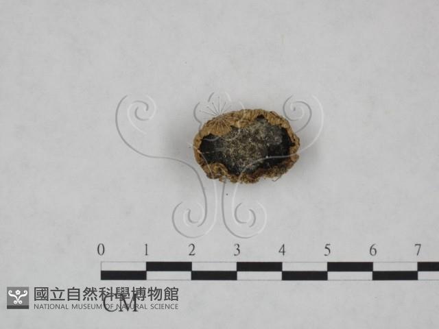 登錄號:F0025152藏品圖，第3張