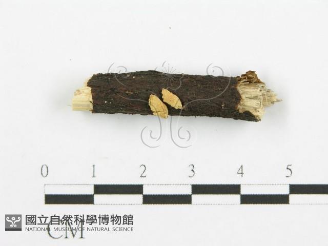 登錄號:F0009152藏品圖，第3張