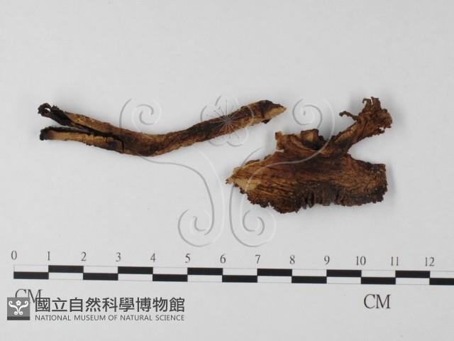 登錄號:F0019152藏品圖，第1張