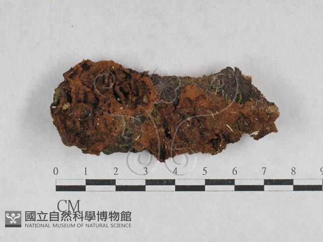木層孔菌屬藏品圖，第3張