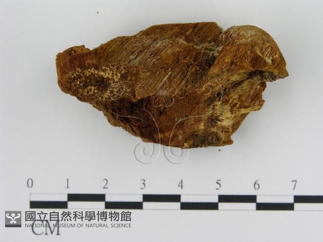 登錄號:F0008052藏品圖，第3張