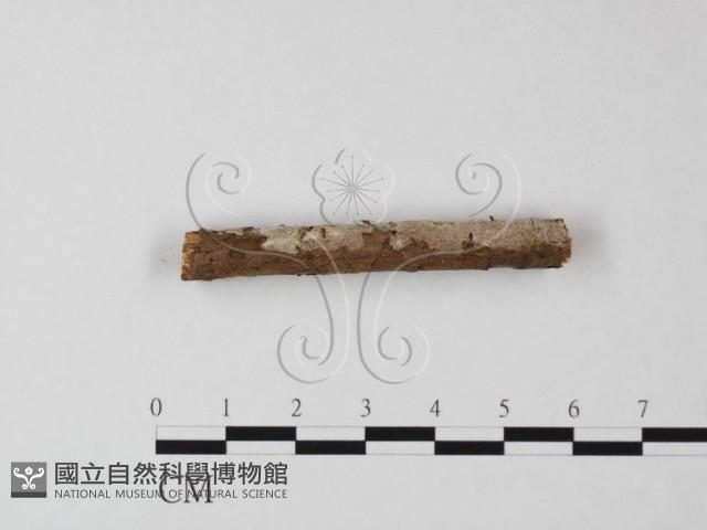 登錄號:F0020052藏品圖，第3張