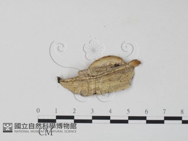 栓菌屬藏品圖，第3張