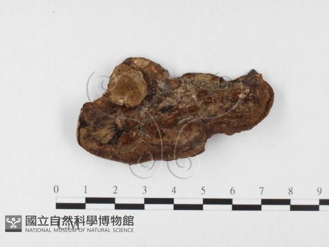 木層孔菌屬藏品圖，第3張